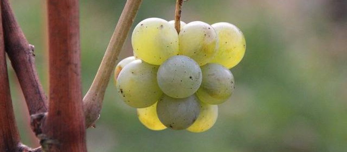 chardonnay grosse grappe de chardonnay