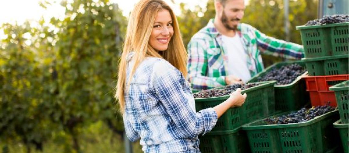 comment s'inscrire pour faire les vendanges