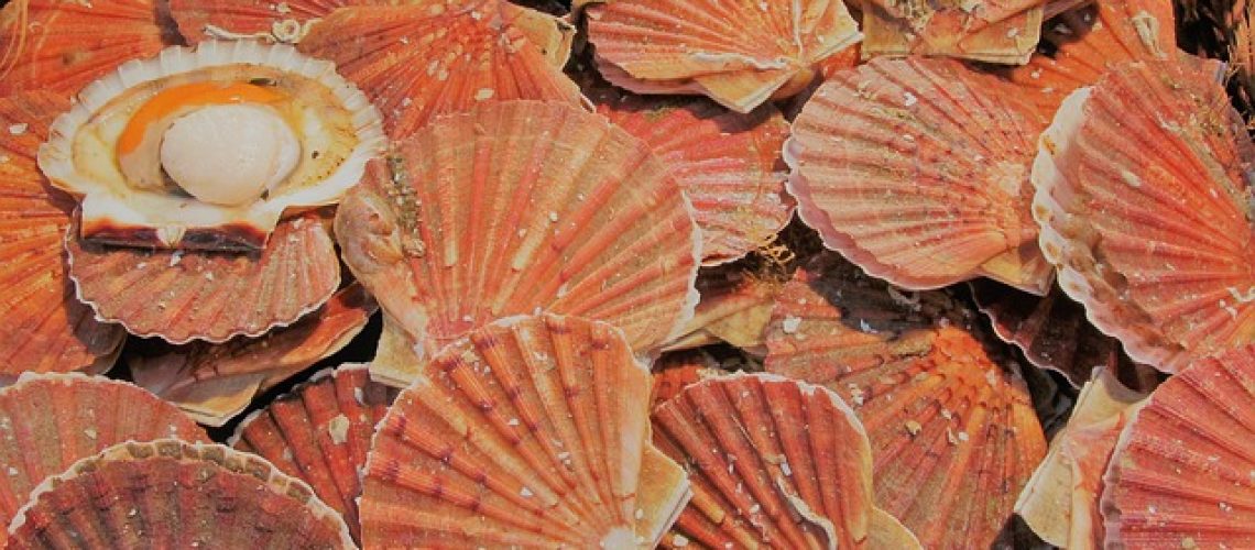 coquilles-saint-jacques