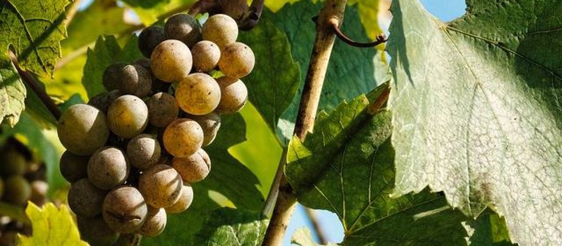 fabrication vin blanc doux la fabrication du vin blanc liquoreux