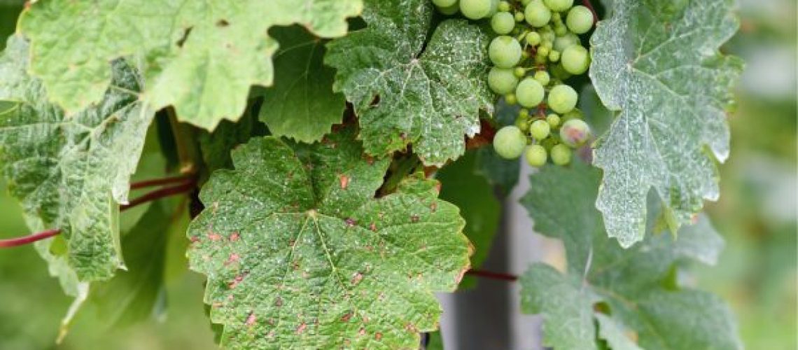 maladies des vignes comment les repérer
