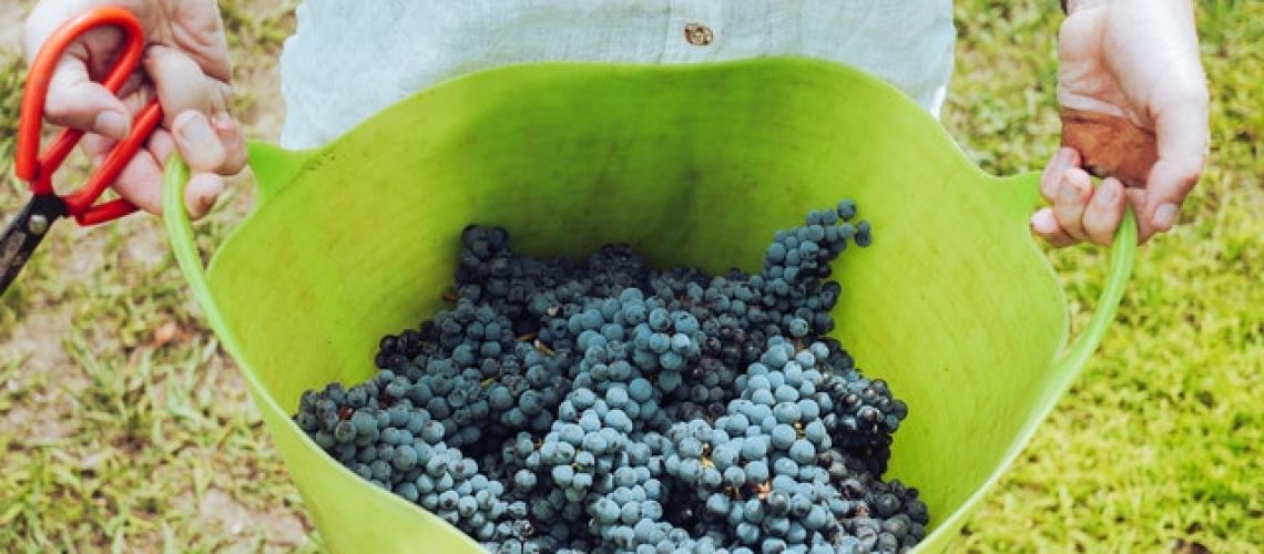 les vendages dans la région de bordeaux