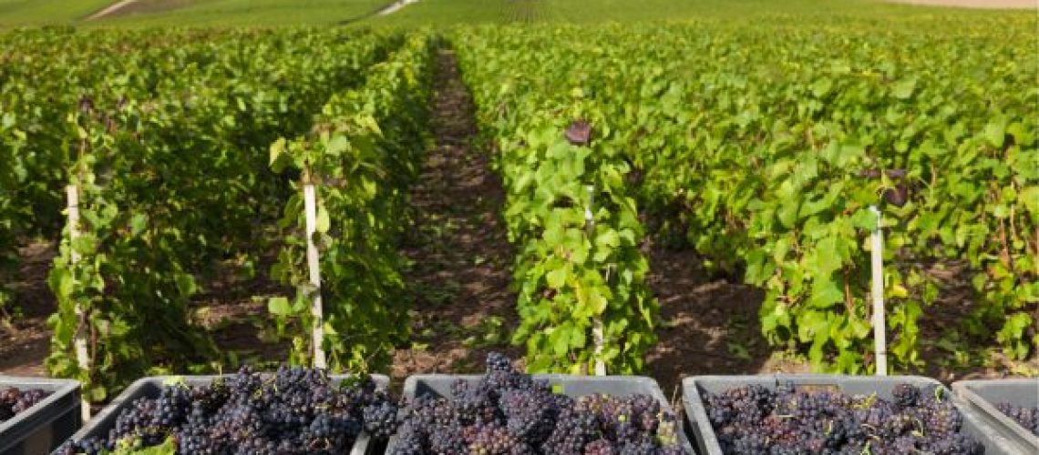 vendanges bourgogne comment s'inscrire pour y travailler
